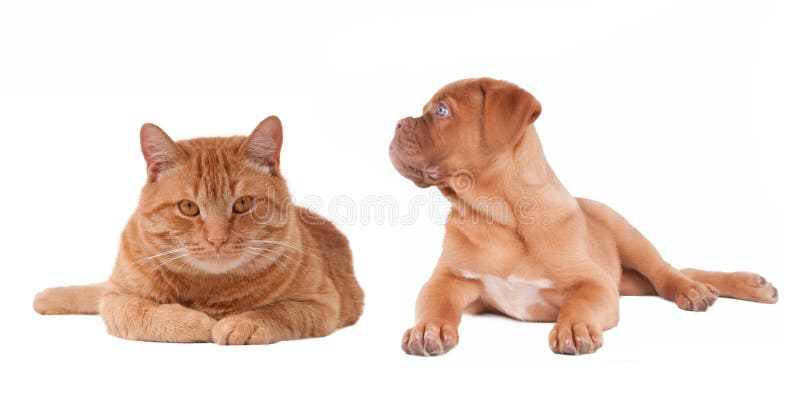 Welpe und Kätzchen, die nahe bei einander liegen lizenzfreies stockfoto Welpe und Kätzchen, die nahe bei einander liegen lizenzfreies stockfoto