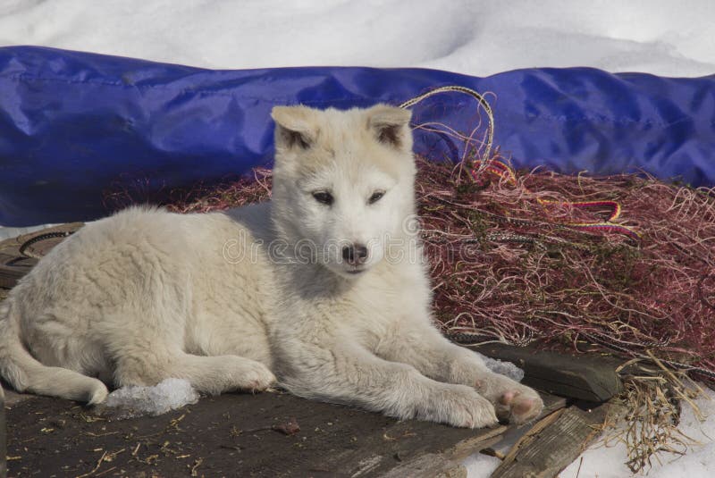 Welpen-Westen-Sibirier Laika stockbilder Welpen-Westen-Sibirier Laika stockbilder