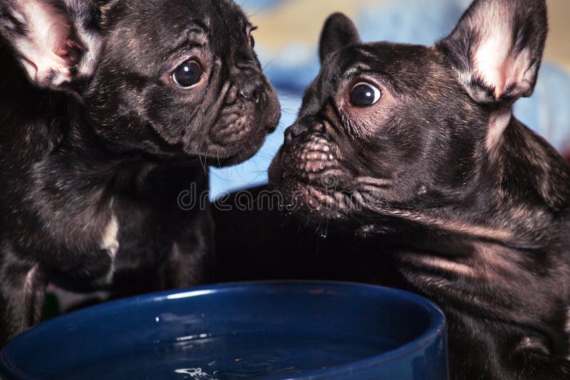 Welpenausgangsinnenraum der französischen Bulldogge lizenzfreies stockfoto Welpenausgangsinnenraum der französischen Bulldogge lizenzfreies stockfoto