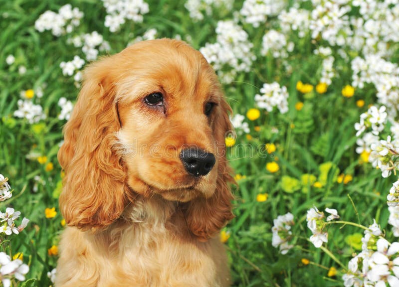 Welpe Cocker Spaniel, Das Entlang Das Grüne Gras Läuft Stockfoto Bild