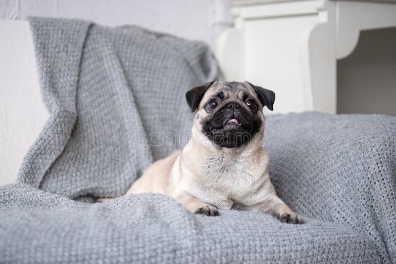 Welpenzucht Pug, der auf der Couch liegt stockbild Welpenzucht Pug, der auf der Couch liegt stockbild