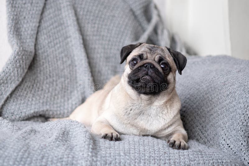 Welpenzucht Pug, der auf der Couch liegt stockbilder Welpenzucht Pug, der auf der Couch liegt stockbilder