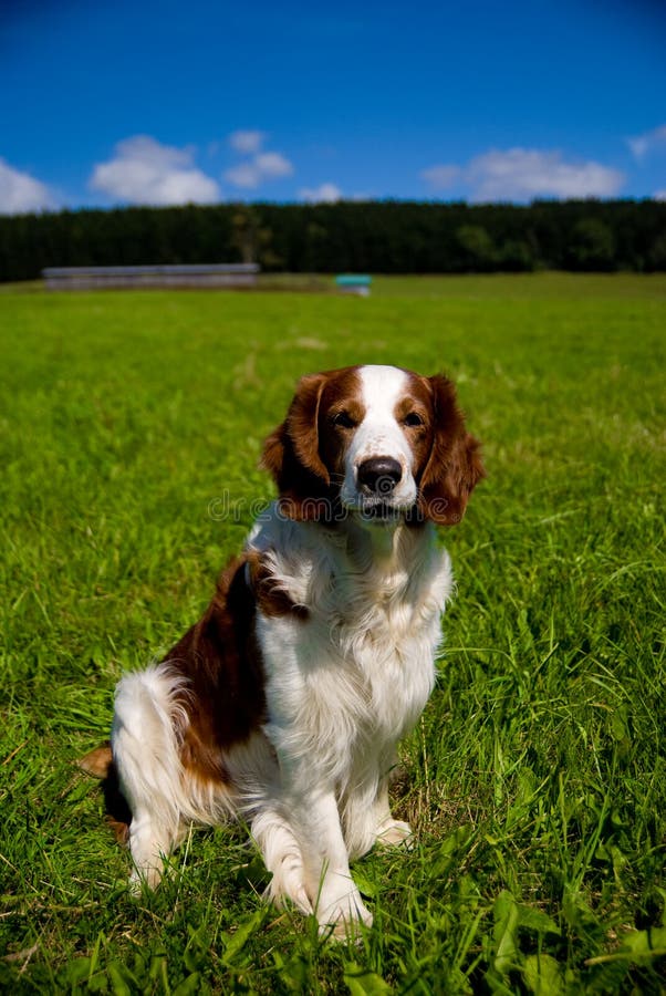 Wels Aanzetsteenspaniel op een weide stock afbeelding Wels Aanzetsteenspaniel op een weide stock afbeelding