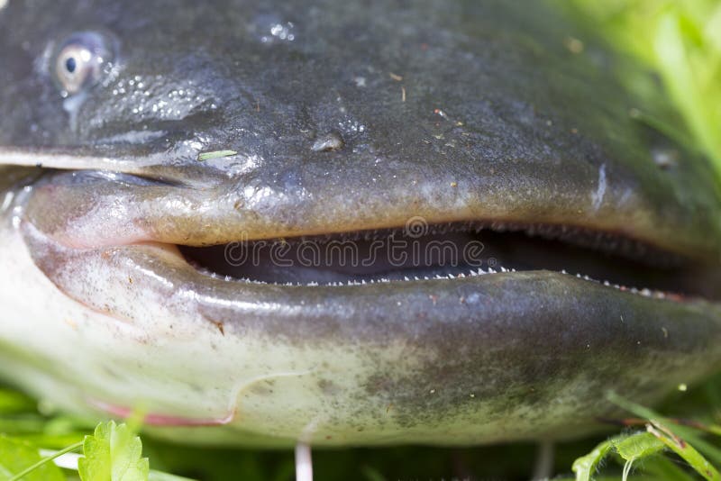 Catfish Detail. Just Fishing. Bolungarvik Harbor. Iceland. Stock Image