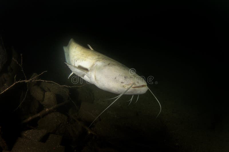 Wels Catfish, Silurus Glanis, Sheatfish, Wels Stock Image - Image of white,  mouth: 288003411