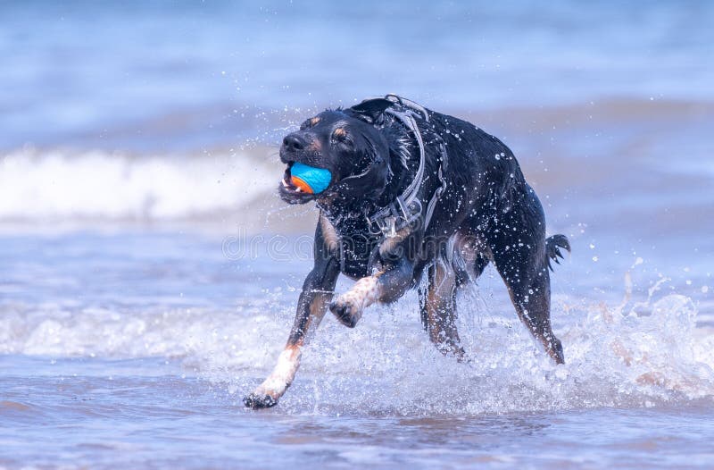 Welsh Border Collie at the beach stock image