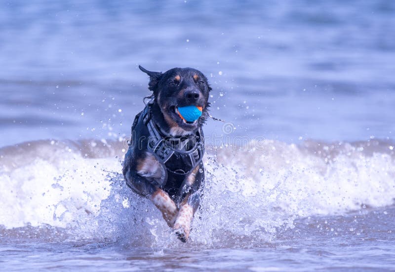 Welsh Border Collie at the beach stock photo