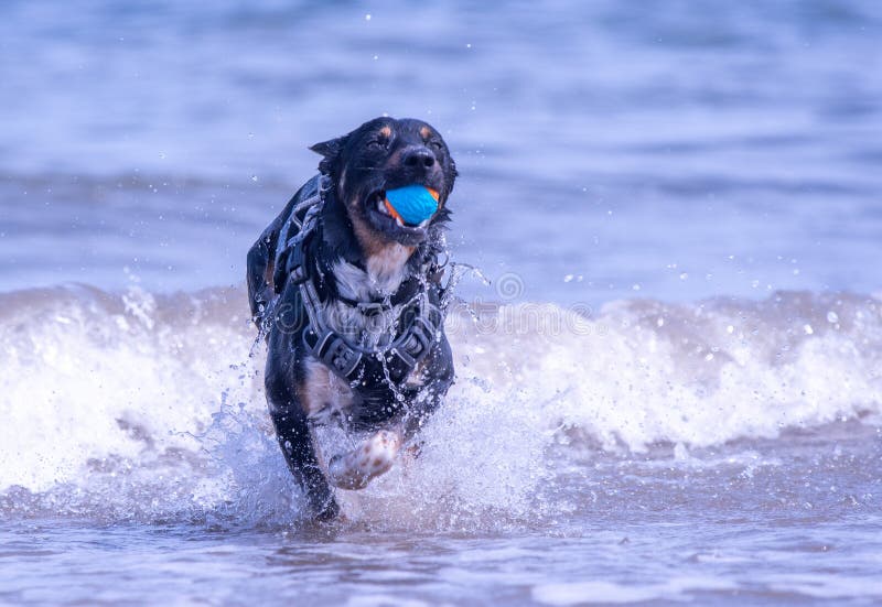 Welsh Border Collie at the beach stock image