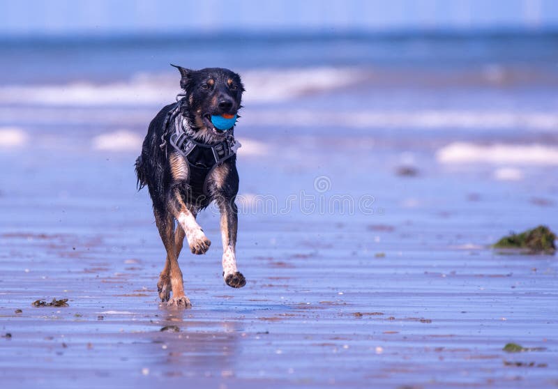 Welsh Border Collie at the beach royalty free stock images