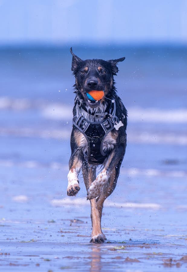 Welsh Border Collie at the beach stock photos