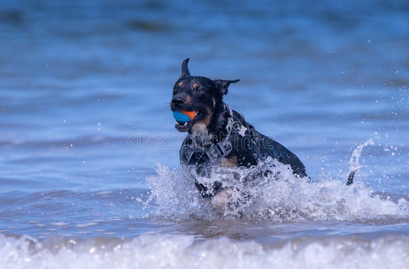 Welsh Border Collie at the beach stock image