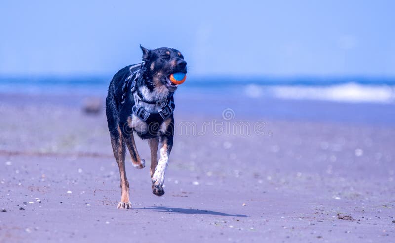 Welsh Border Collie at the beach stock photo