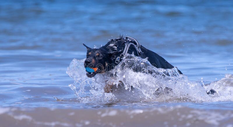 Welsh Border Collie at the beach stock image