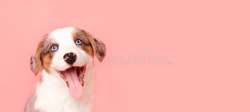 Welsh corgi cardigan adorable cachorro de perro blanquecino. divertidos animales felices en el fondo rosado con espacio de copia fotografía de archivo libre de regalías