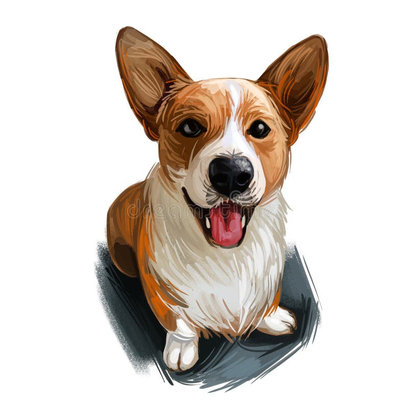 Welsh Corgi, Cardigan dog breed portrait isolated on white. Digital art illustration, animal watercolor drawing of hand drawn doggy for web. Pet with short legs and has bicolor coat, white and ruddy. Welsh Corgi, Cardigan dog breed portrait isolated on white. Digital art illustration, animal watercolor drawing of hand drawn doggy for web. Pet with short legs and has bicolor coat, white and ruddy