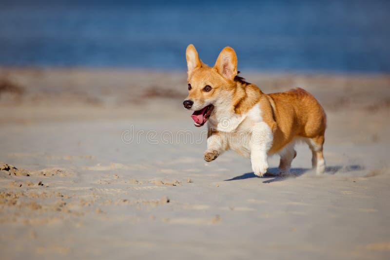 Welsh Corgi Cardigan Dog Running on a Beach Stock Photo - Image of legs ...