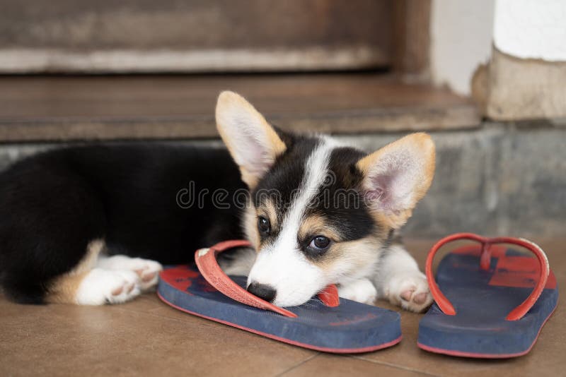 Corgi Flip Flops - Welsh Corgi Flip Flops - Welsh