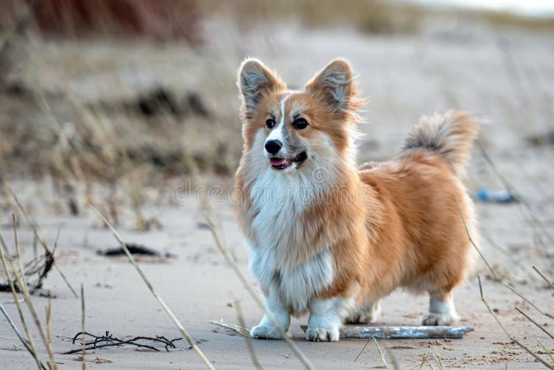fluffy coat corgi