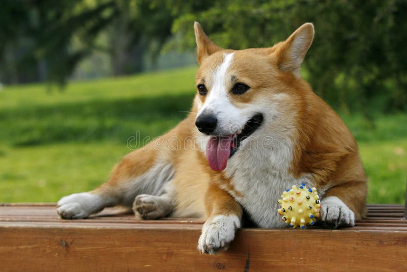 Welsh Corgi on the long chair stock photos