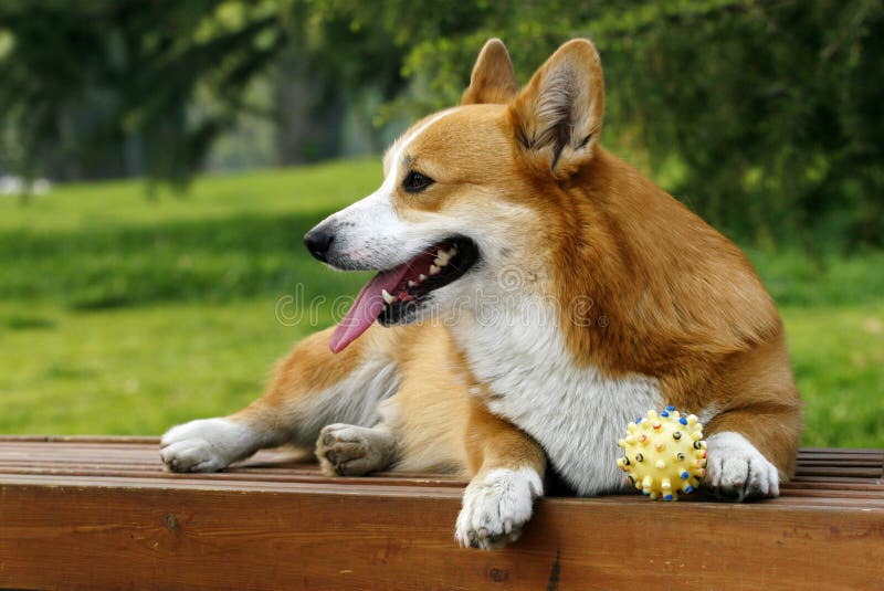 Welsh Corgi on the long chair royalty free stock photography