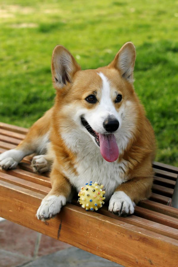 Welsh Corgi on the long chair royalty free stock photo