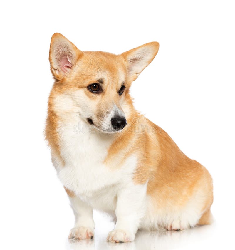 Welsh Corgi Pembroke Dog Isolated on white Background royalty free stock photo Welsh Corgi Pembroke Dog Isolated on white Background royalty free stock photo