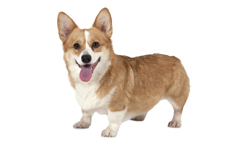 Welsh corgi Pembroke dog in a studio stock photo