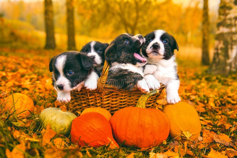 Funny happy welsh corgi pembroke puppies dogs posing in the basket with pumpkins on an autumn Halloween background. Funny happy welsh corgi pembroke puppies dogs posing in the basket with pumpkins on an autumn Halloween background.