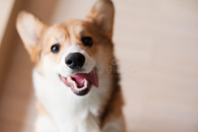 Welsh Corgi Pembroke puppy, happy smiling dog