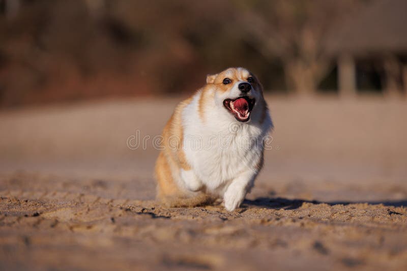 Welsh Corgi Pembroke Running on the Beach Stock Image - Image of coast ...