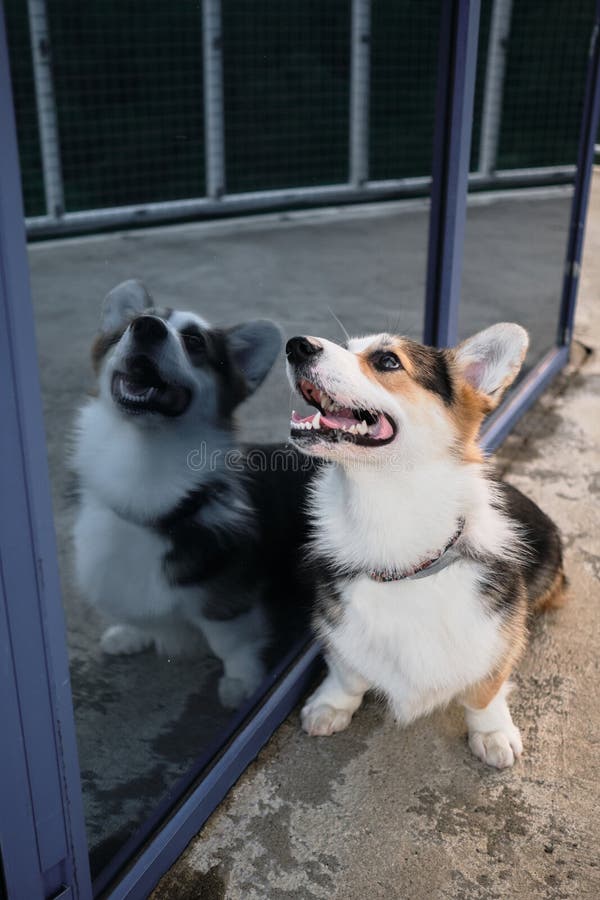 Charmoso Cão Pastor Inglês. Caminhando Com Cão Ao Ar Fresco Na Floresta.  Pembroke Tricolor Welsh Corgi Senta-se Em Florestas Foto de Stock - Imagem  de rainha, pastor: 210091436