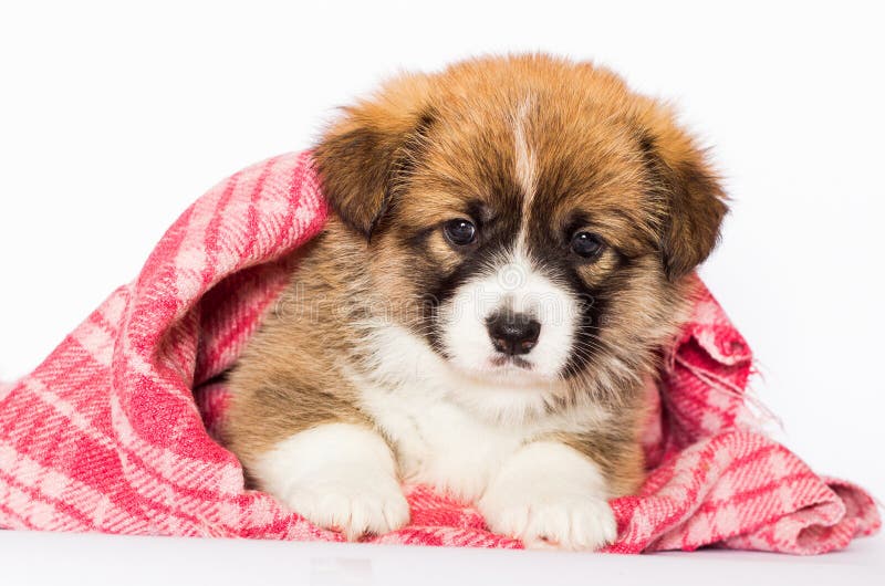 Welsh Puppy in a Blanket Stock Photo Image of playing, small 202627748