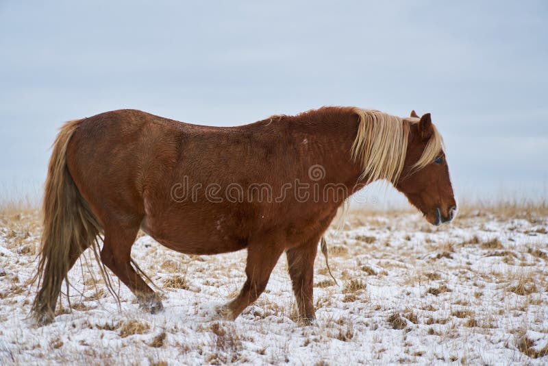Welsh Mountain Pony in the snow of the Brecon Beacons