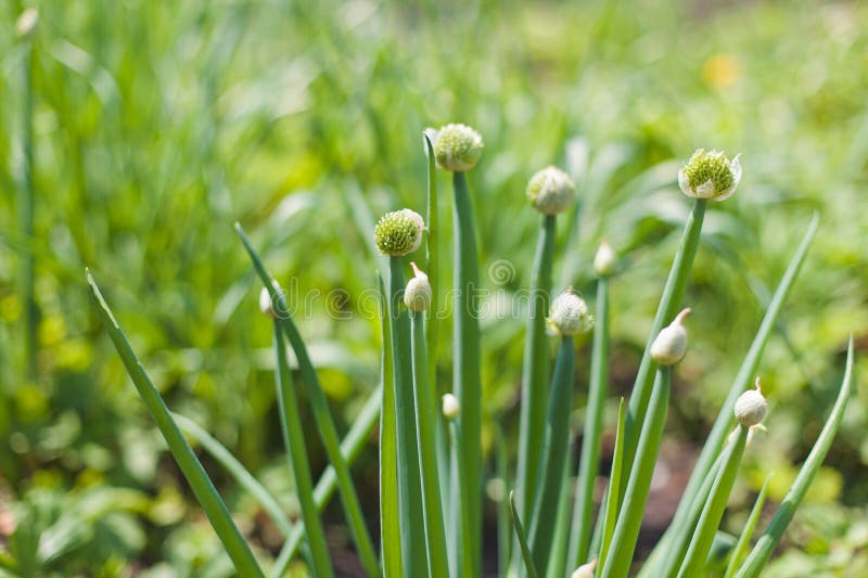Welsh onion plants stock image. Image of cultivate, summer 55590953