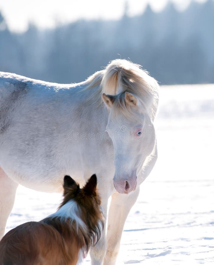 Welsh pony and dog takling stock photos