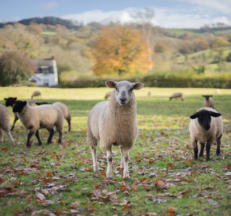 Welsh Sheep royalty free stock photo Welsh Sheep royalty free stock photo