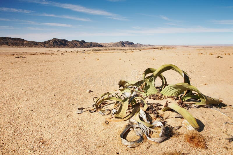 Welwitschia Mirabilis