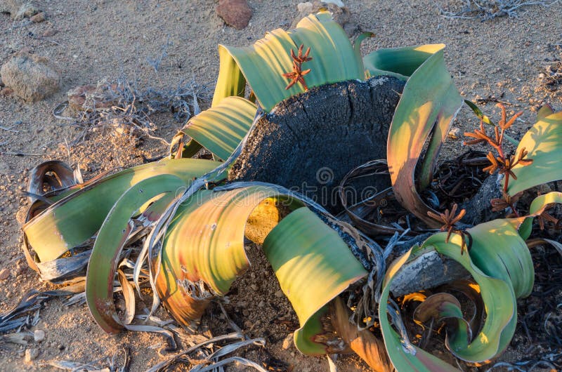 Welwitschia Mirabilis plant growing in the hot arid Namib Desert of Angola and Namibia