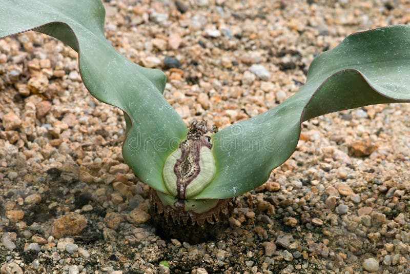 Welwitschia mirabilis