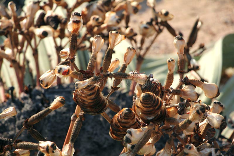 Welwitschia seeds