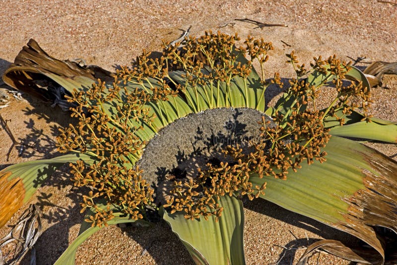 WELWITSCHIA  welwitschia mirabilis