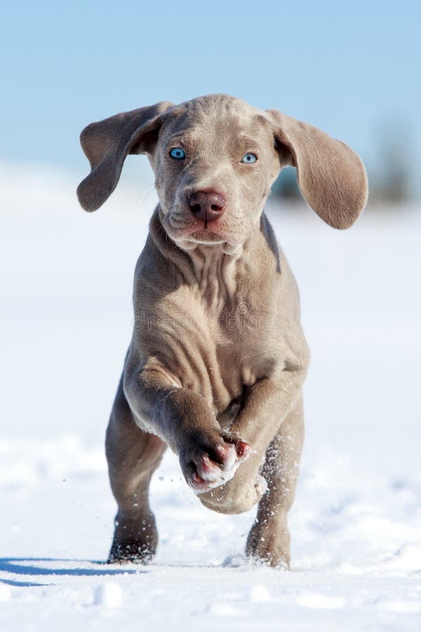 Wemaranerpuppy stock fotografie Wemaranerpuppy stock fotografie