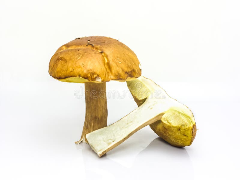 Wenig brauner Boletuspilz geschnitten lizenzfreies stockbild Wenig brauner Boletuspilz geschnitten lizenzfreies stockbild