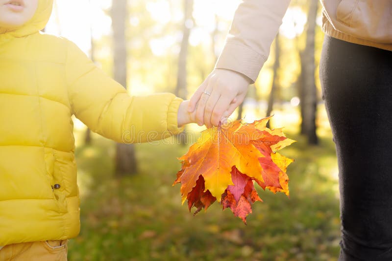 Wenig Junge mit seiner Mutter, die Ahornblätter während des Spaziergangs im Wald am sonnigen Herbsttag sammelt Aktive Familienzei lizenzfreie stockfotografie
