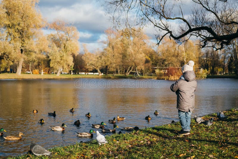 Wenig Junge zieht Enten in dem Parkteich ein lizenzfreies stockfoto Wenig Junge zieht Enten in dem Parkteich ein lizenzfreies stockfoto