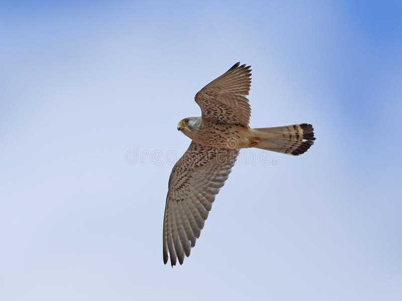Wenig Kestrel Falco naumanni lizenzfreies stockbild Wenig Kestrel Falco naumanni lizenzfreies stockbild