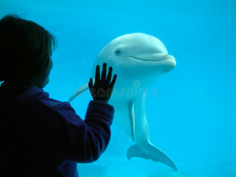 Wenig Mädchen, das auf einen Delphin einwirkt stockbild Wenig Mädchen, das auf einen Delphin einwirkt stockbild