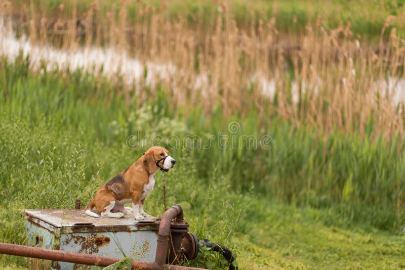 Wenig netter Hunderasse Spürhund sitzt in einer Mündung und wartet auf sein hozev durch den Fluss auf dem Hintergrund der Natur stockfoto Wenig netter Hunderasse Spürhund sitzt in einer Mündung und wartet auf sein hozev durch den Fluss auf dem Hintergrund der Natur stockfoto
