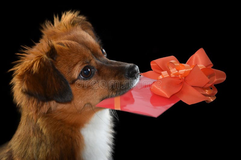 Wenig nicht reinrassiger Hund mit Geschenk in seiner Schnauze lizenzfreies stockbild Wenig nicht reinrassiger Hund mit Geschenk in seiner Schnauze lizenzfreies stockbild