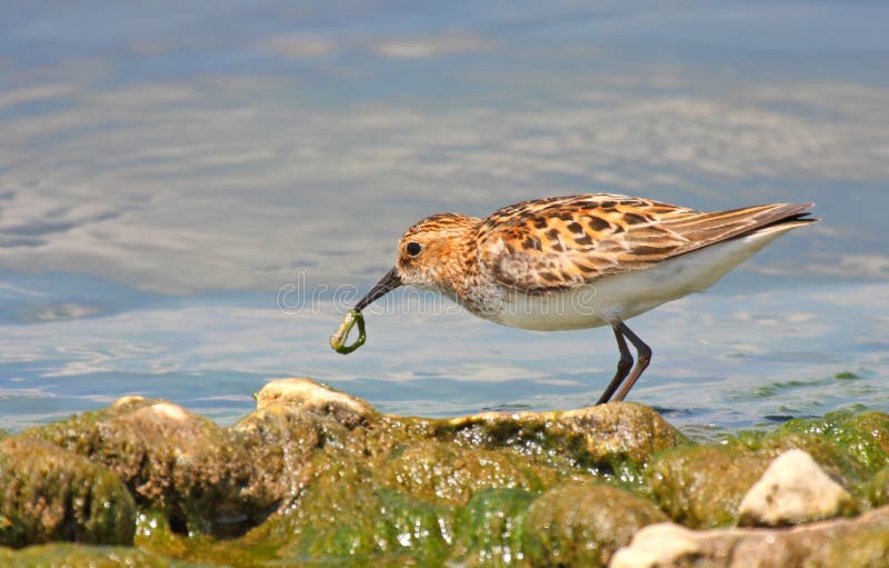 Wenig Pensum (Calidris minuta) stockfoto Wenig Pensum (Calidris minuta) stockfoto
